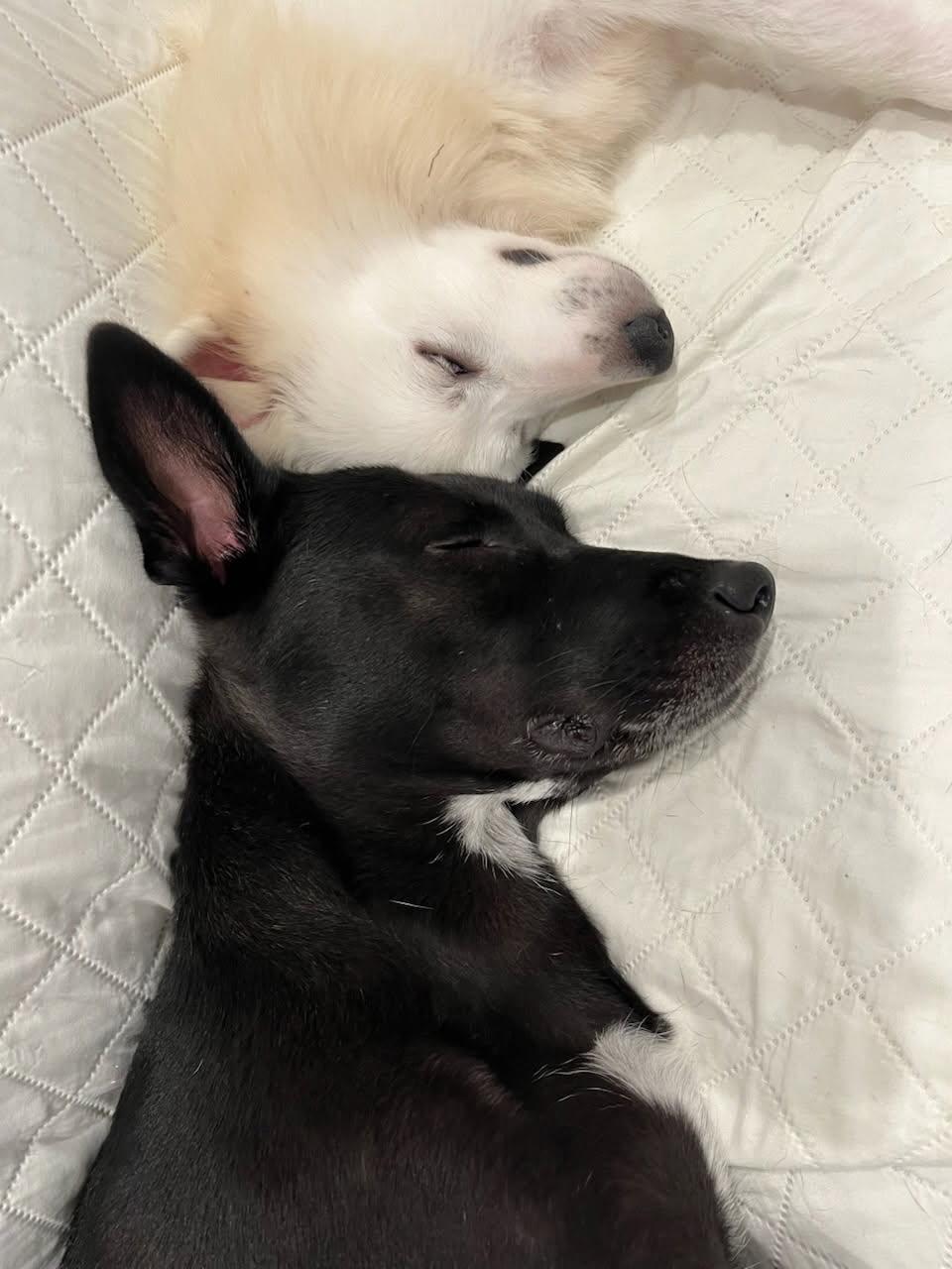 Bobo, a Adopted American Eskimo Dog in Chesapeake, VA image 3/4