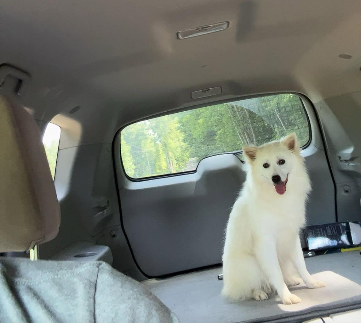 Bobo, a Adopted American Eskimo Dog in Chesapeake, VA image 4/4