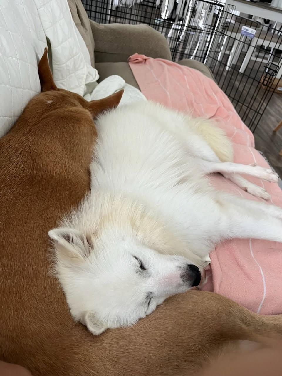 Bobo, a Adopted American Eskimo Dog in Chesapeake, VA image 2/4