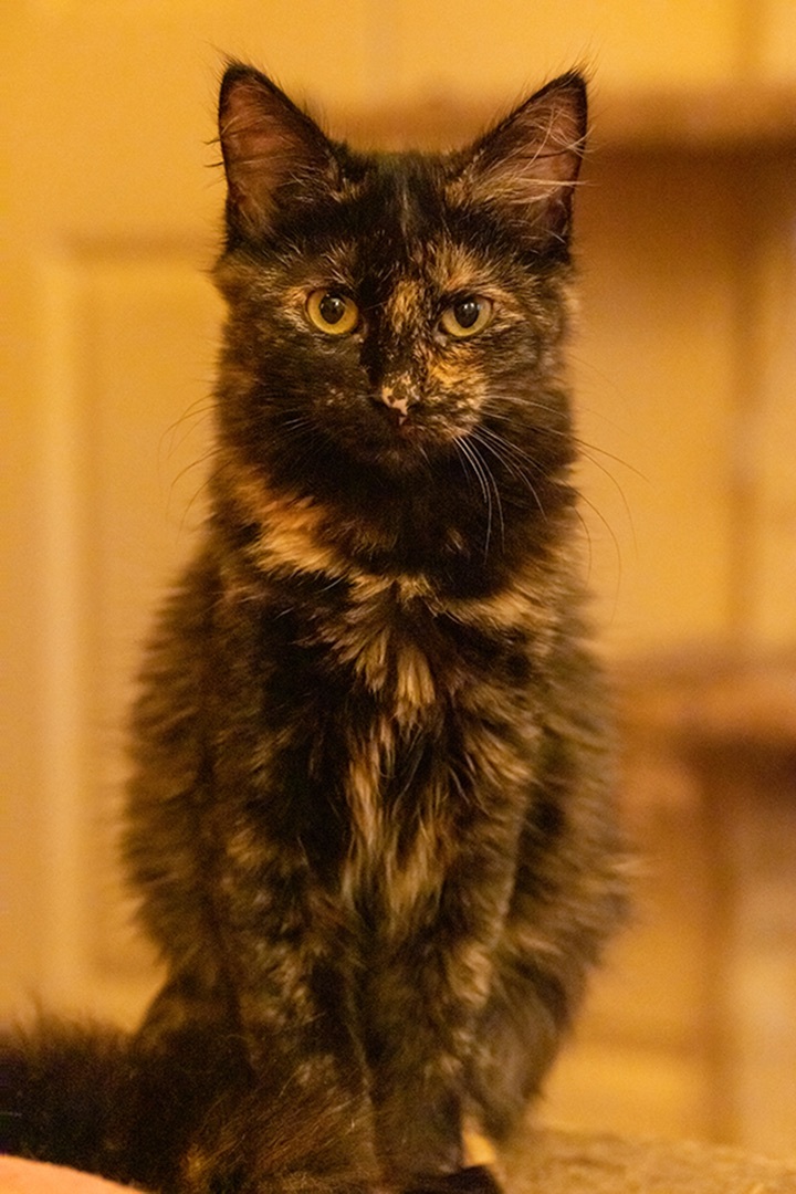 Sparkles, Adopted, Kitten Female Tortoiseshell.