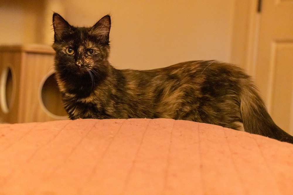 Sparkles, a Adopted Tortoiseshell in Nacogdoches, TX image 2/6