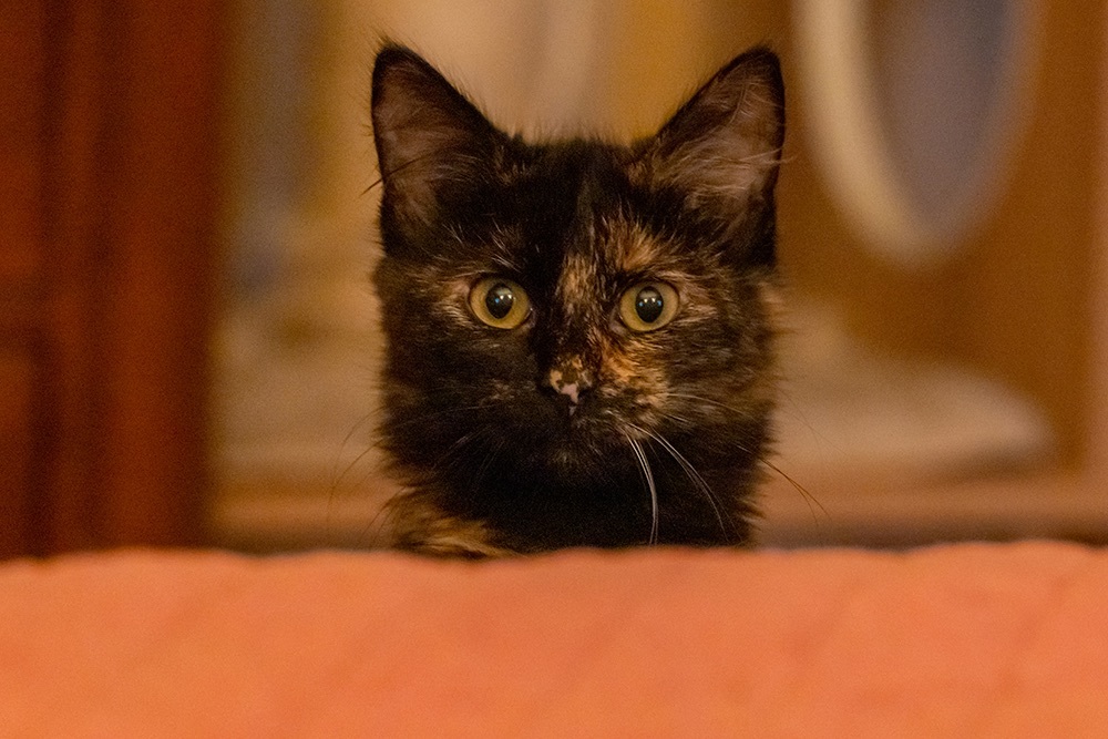 Sparkles, a Adopted Tortoiseshell in Nacogdoches, TX image 3/6