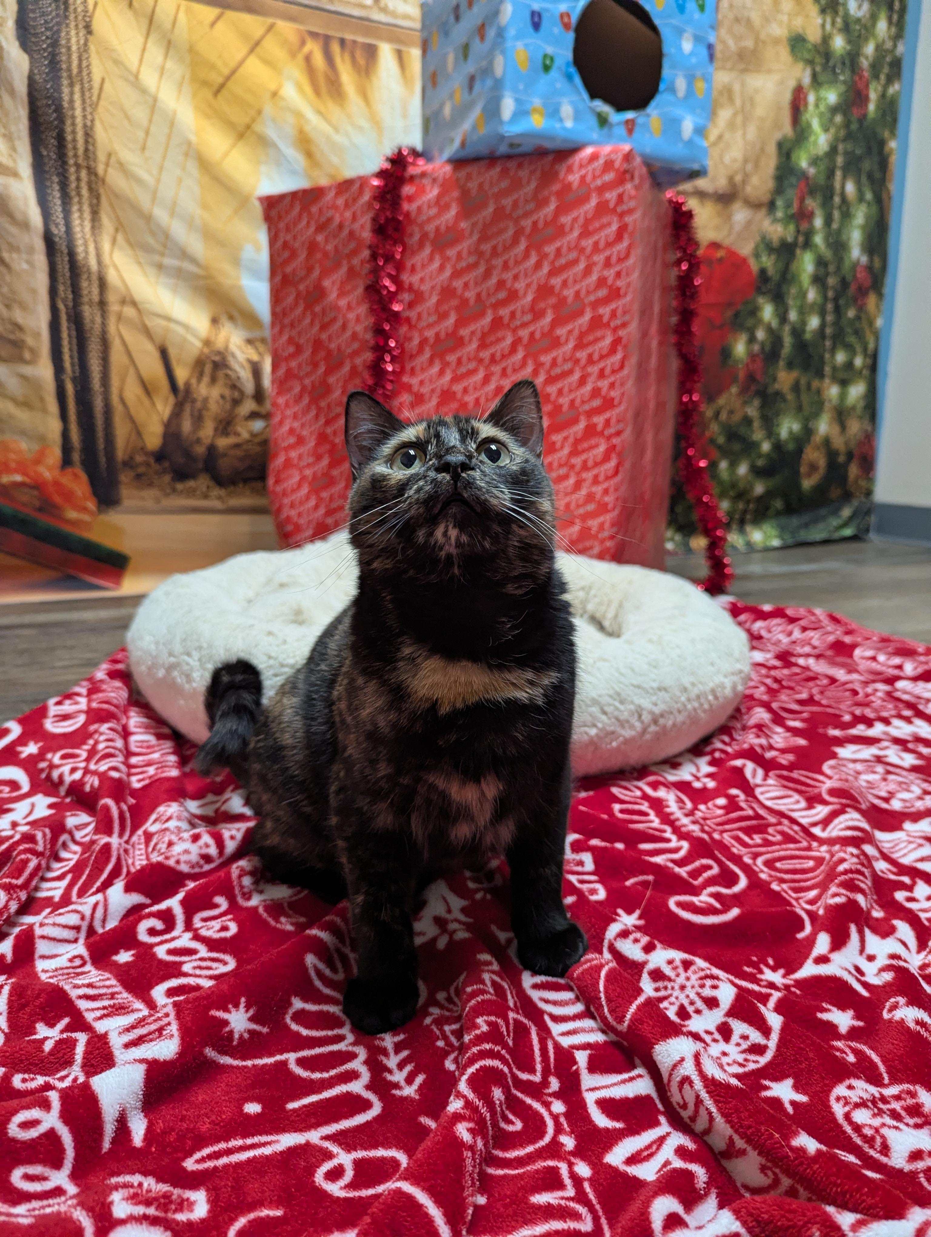 Enlarge Sugar Plum (Deaf), an adopted Domestic Short Hair in Oconto, WI image 5/5