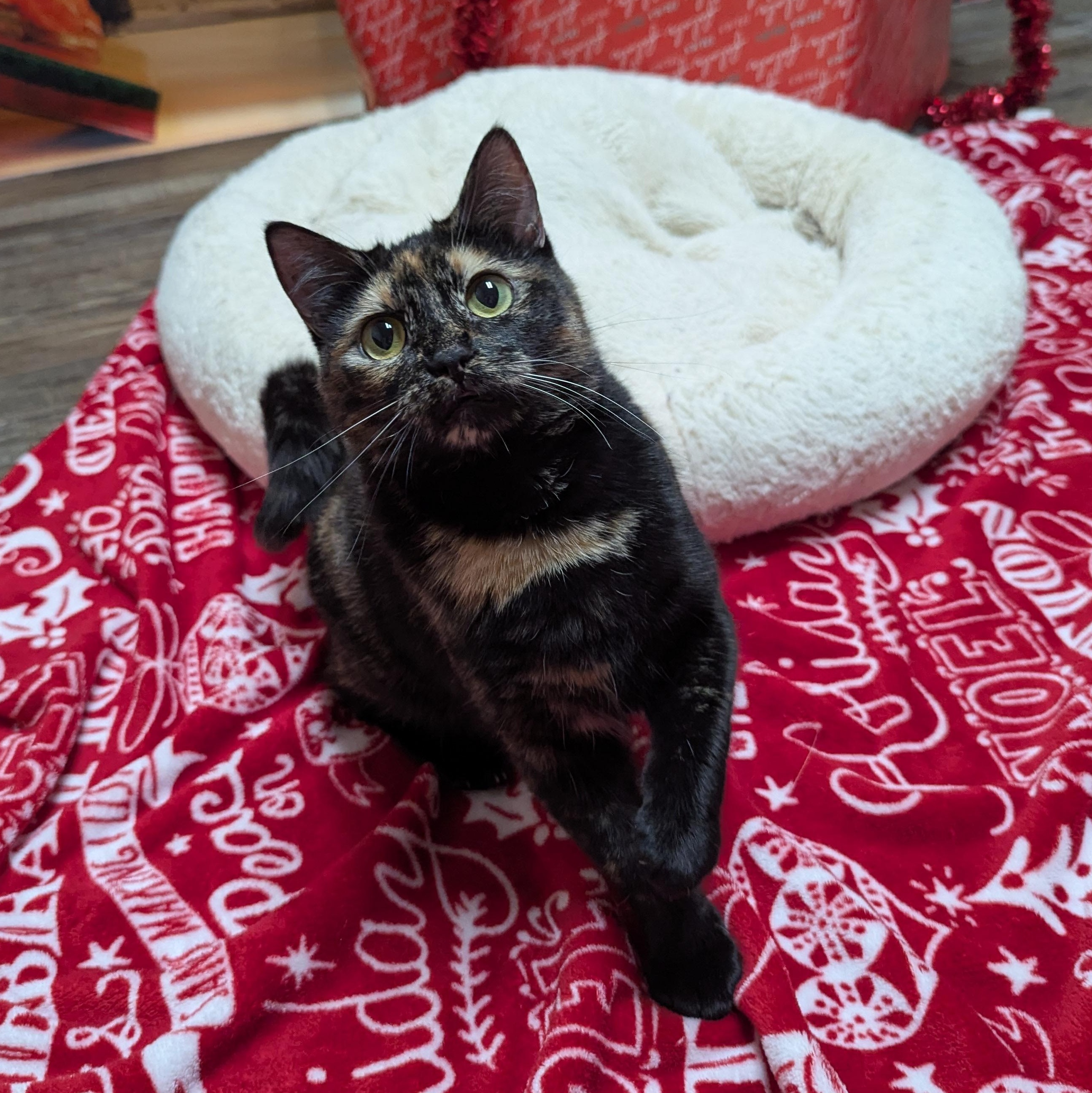 Enlarge Sugar Plum (Deaf), a Adoptable Domestic Short Hair in Oconto, WI image 1/4