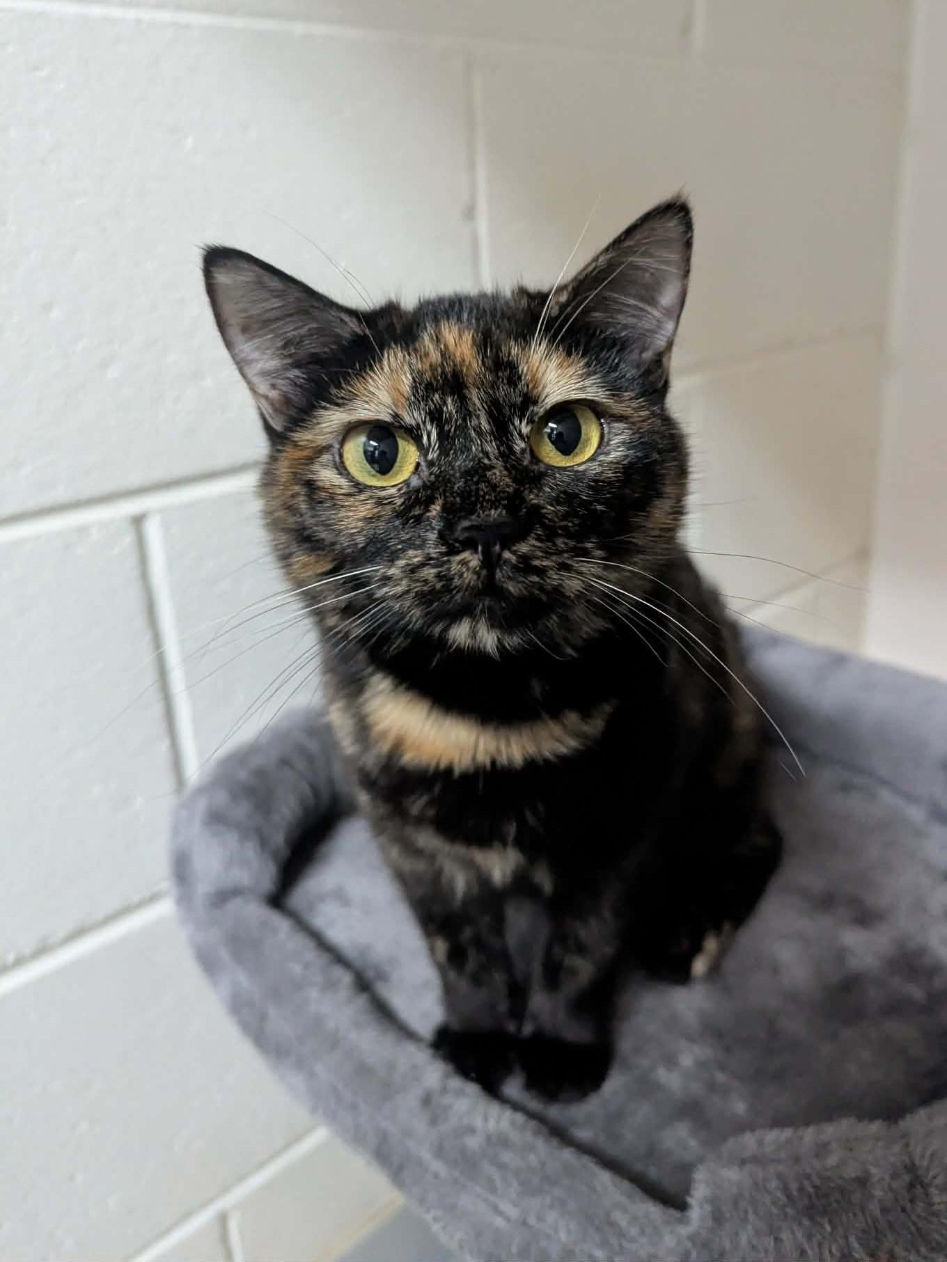 Enlarge Sugar Plum, a Adoptable Domestic Short Hair in Oconto, WI image 1/1