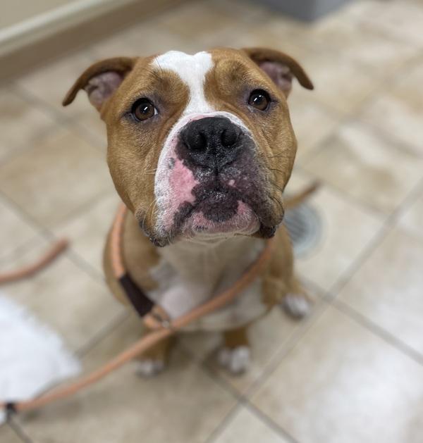 Chum Chum, Adoptable, Adult Male Pit Bull Terrier.