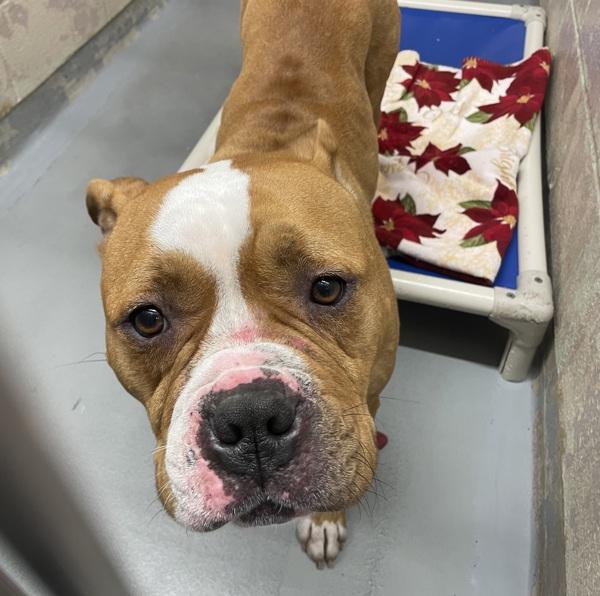 Enlarge Chum Chum, a Adoptable mixed breed in Troutdale, OR image 2/2