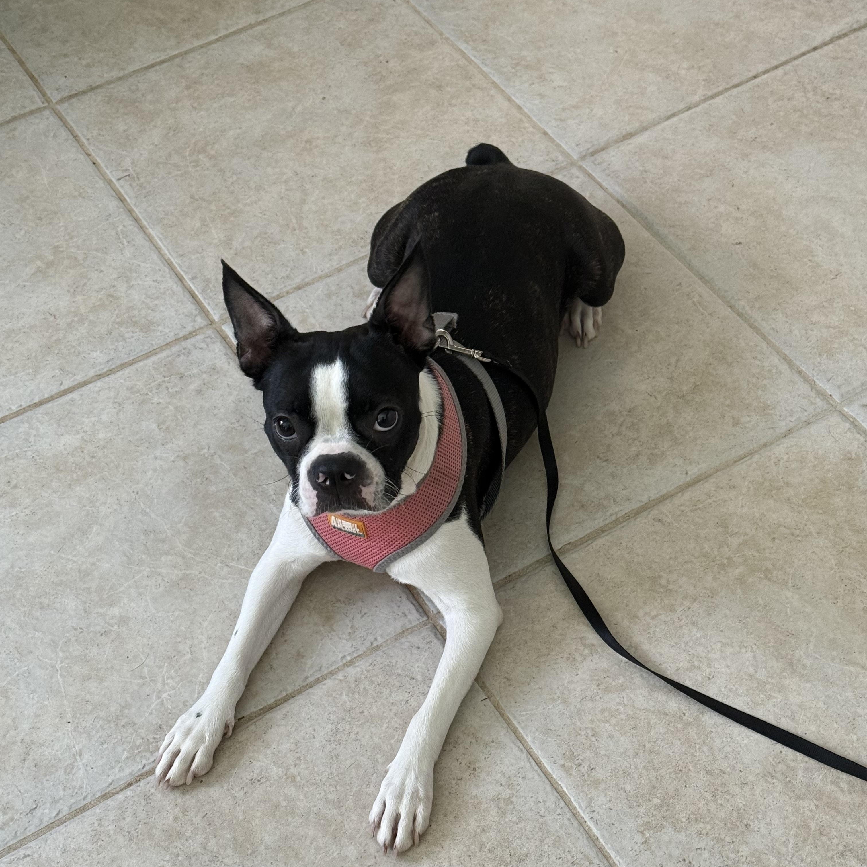 Enlarge Chiki, a Adopted Boston Terrier in Bradenton, FL image 3/4