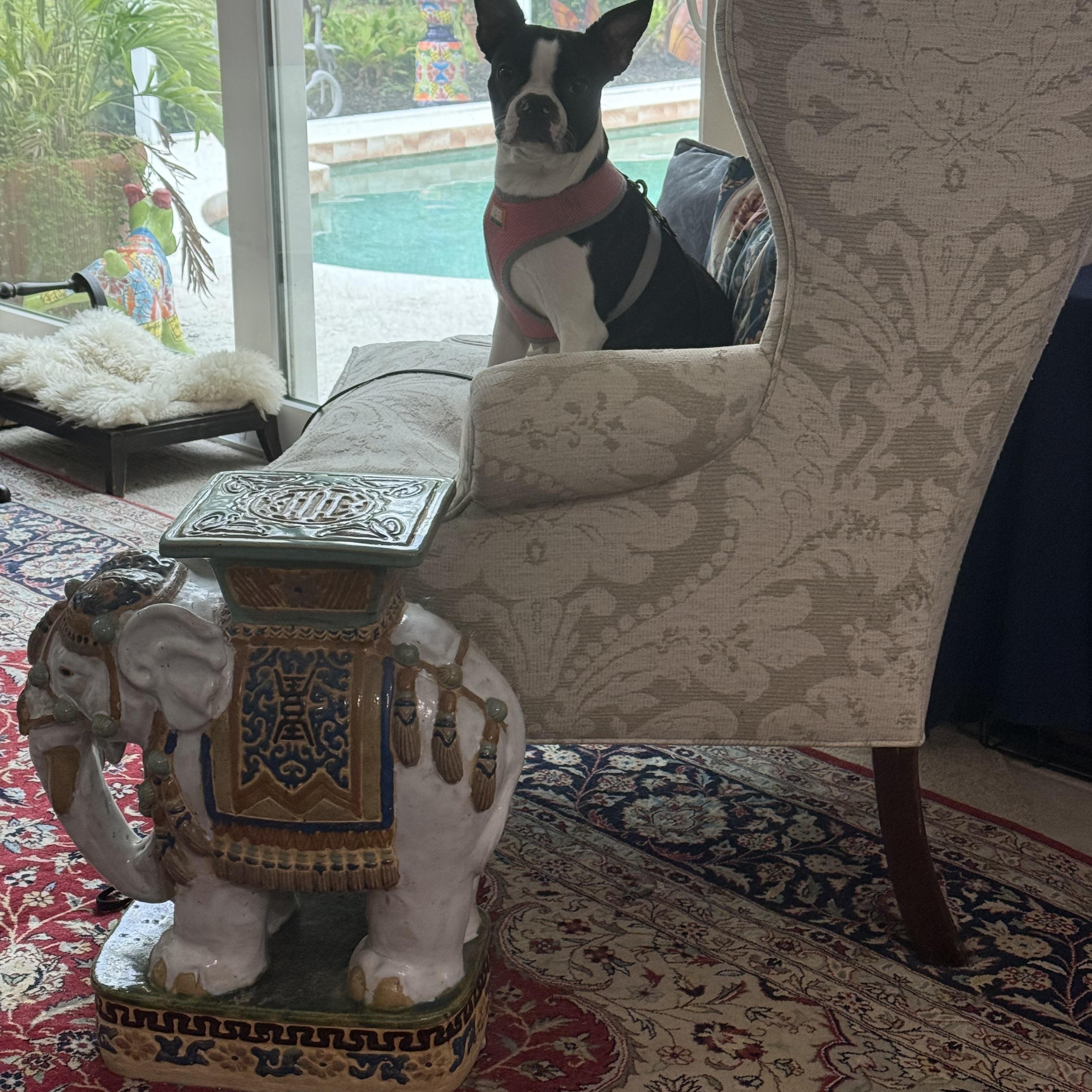 Enlarge Chiki, a Adopted Boston Terrier in Bradenton, FL image 4/4