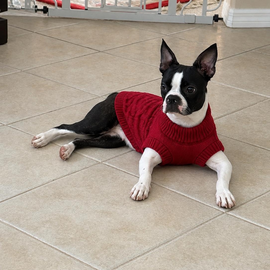 Enlarge Chiki, a Adopted Boston Terrier in Bradenton, FL image 2/4