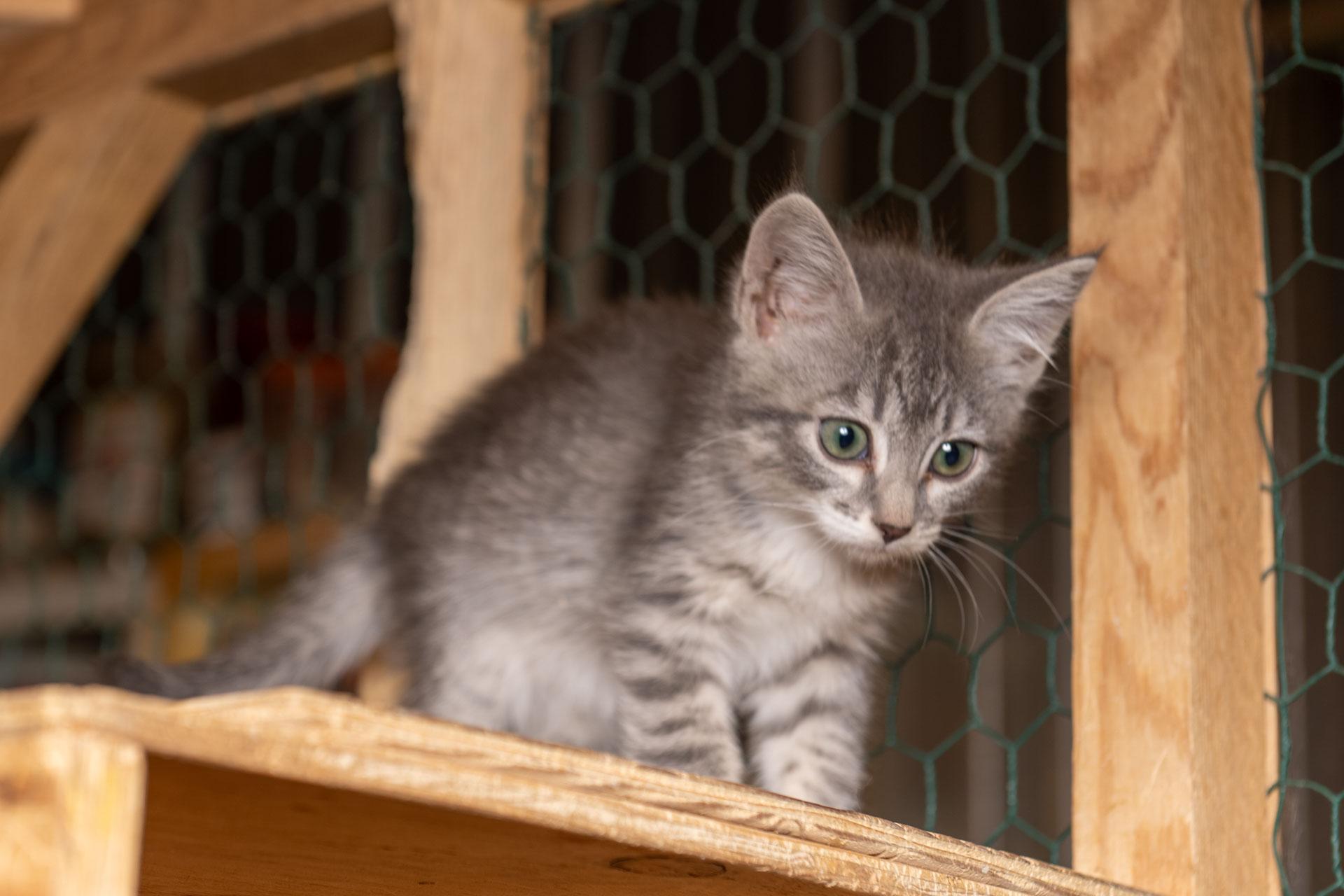 Galata, Adoptable, Kitten Female Tabby.