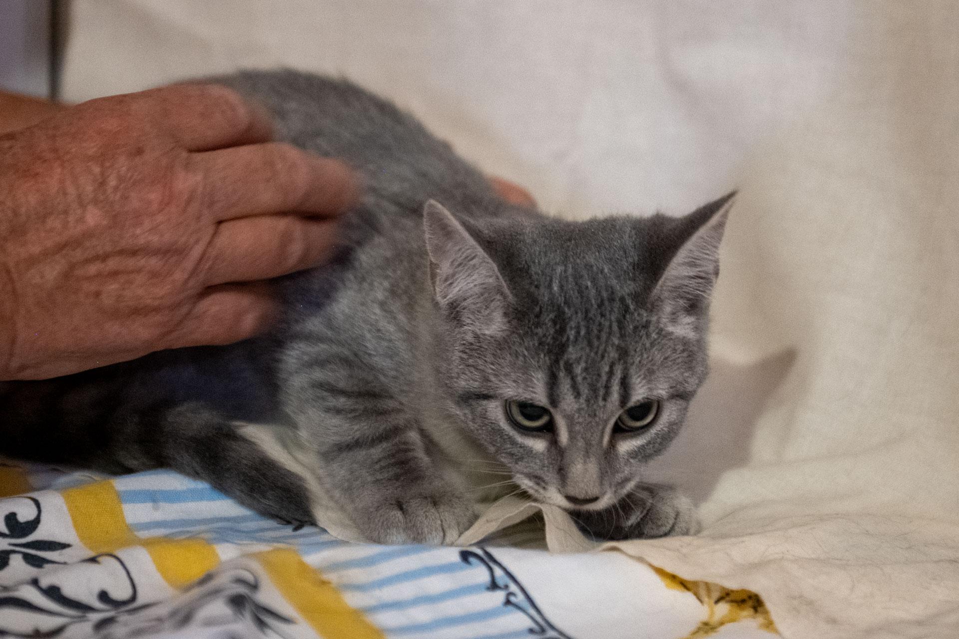 Enlarge Galata, a Adoptable Tabby in Cardwell, MT image 2/2