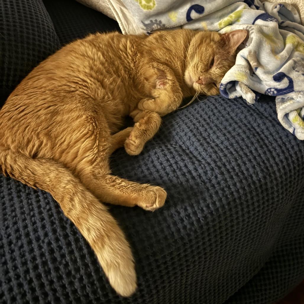 Enlarge Henry, a Adoptable Domestic Short Hair in Flower Mound, TX image 1/6