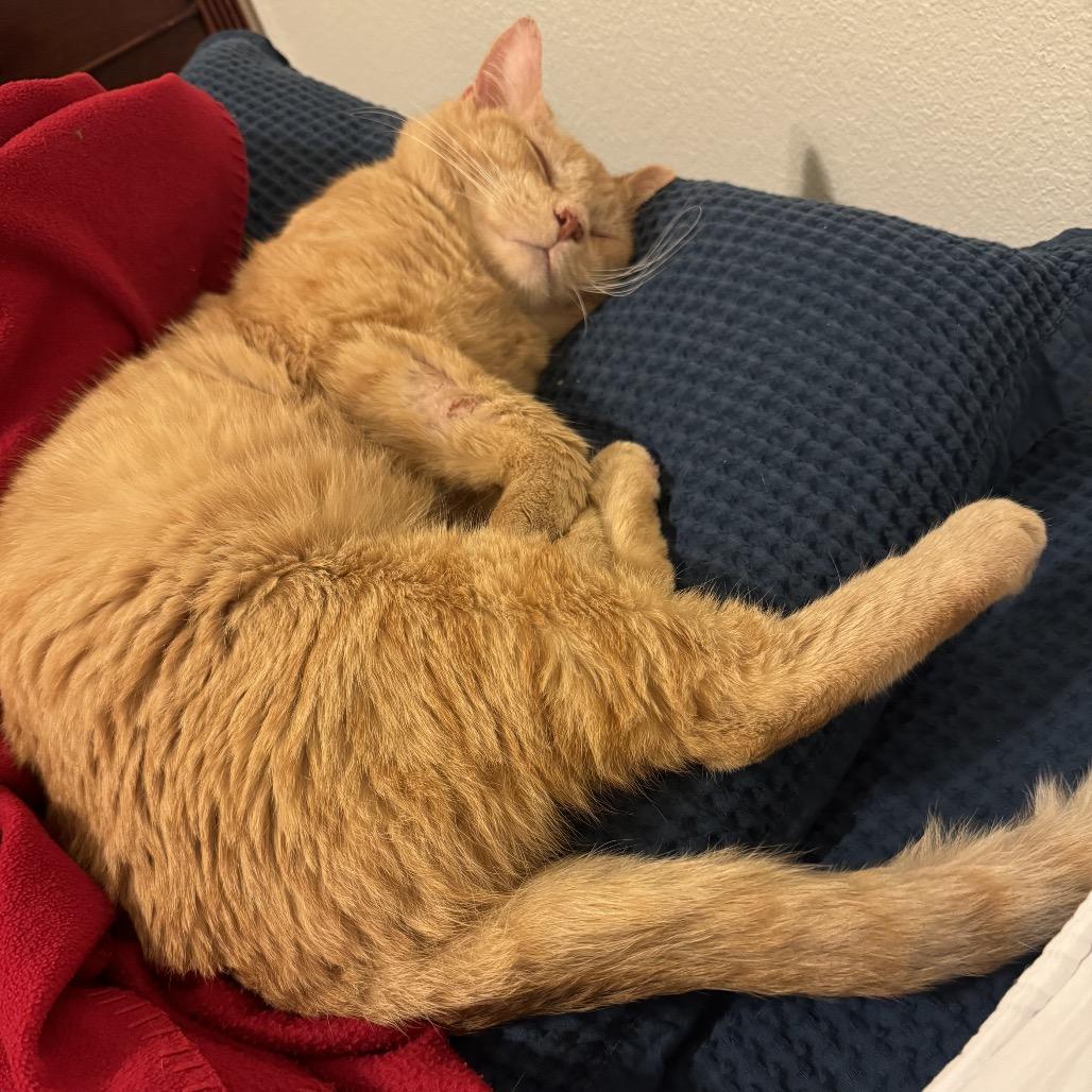 Enlarge Henry, a Adoptable Domestic Short Hair in Flower Mound, TX image 2/6