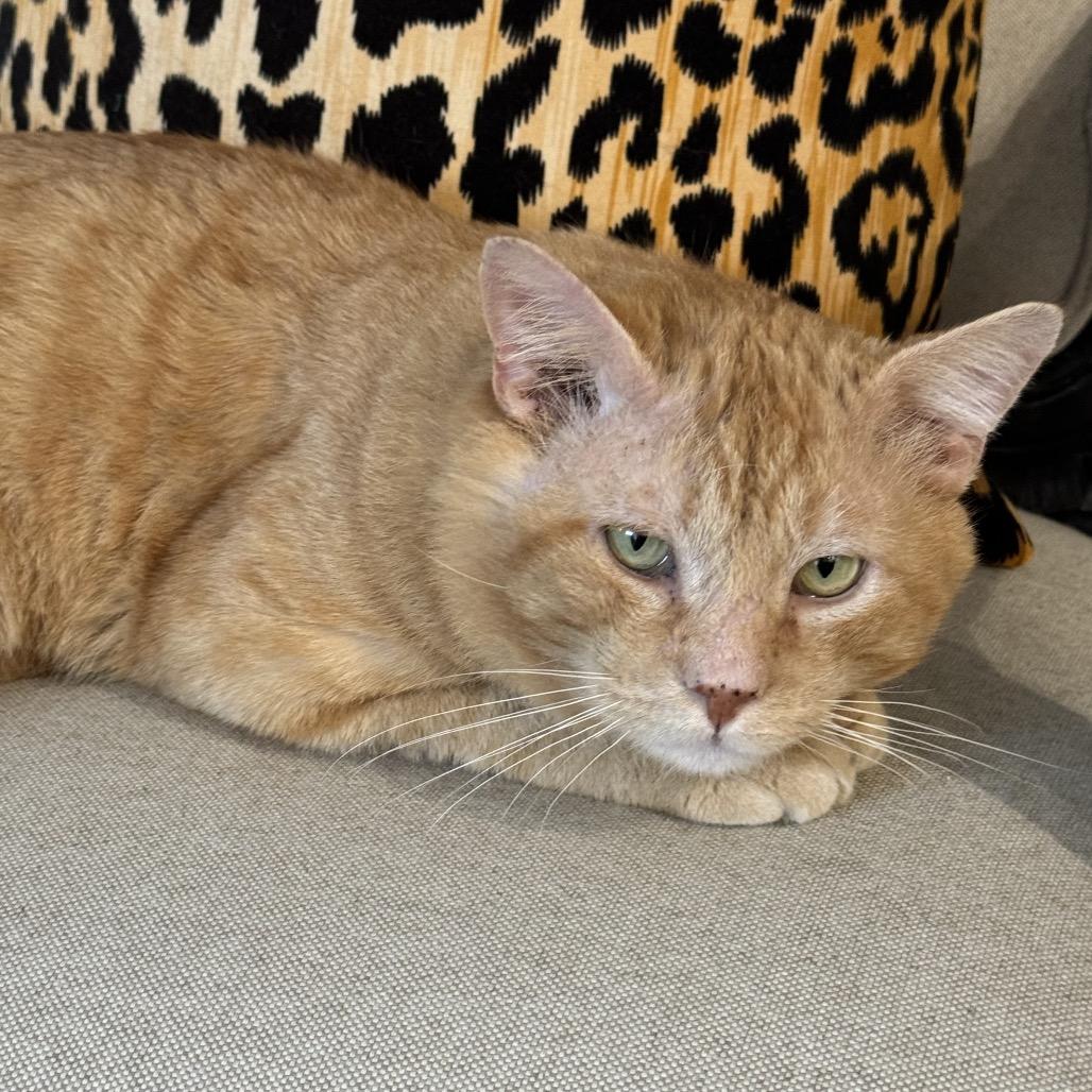 Enlarge Henry, a Adoptable Domestic Short Hair in Flower Mound, TX image 3/6