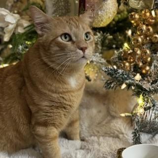 Enlarge Henry, a Adoptable Domestic Short Hair in Flower Mound, TX image 4/6