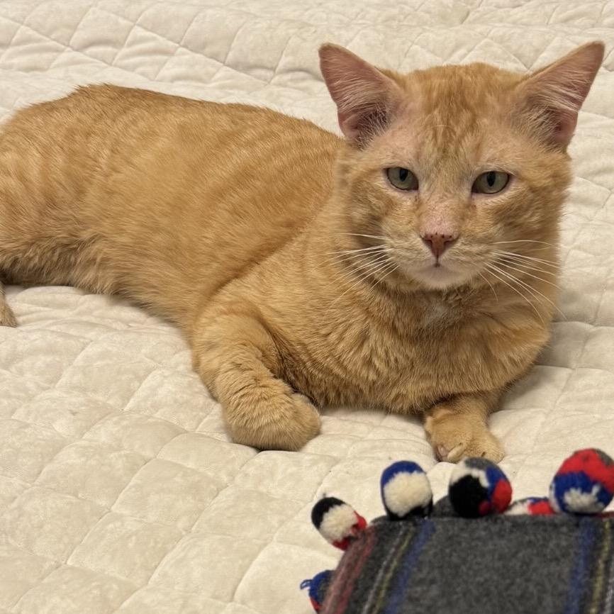 Enlarge Henry, a Adoptable Domestic Short Hair in Flower Mound, TX image 6/6