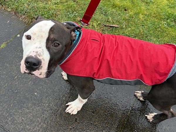 Barney — thumbnail 2