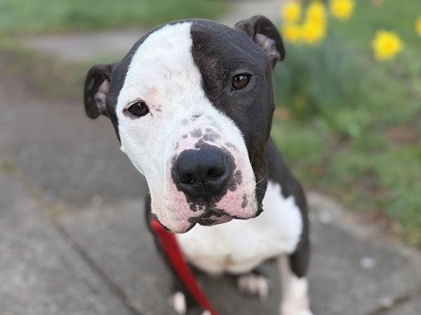 Barney — thumbnail 3