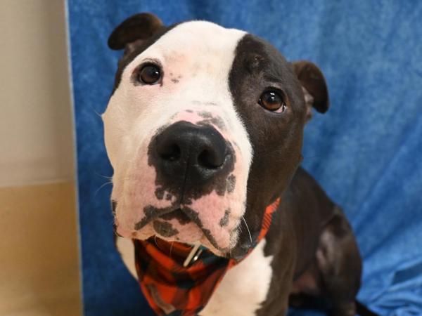 Barney — thumbnail 4