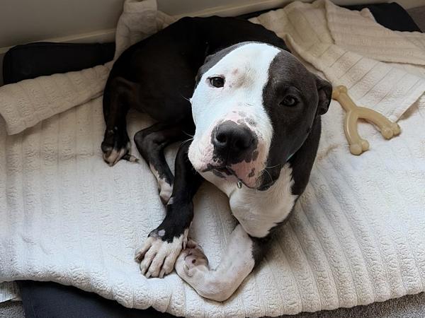 Barney — thumbnail 5