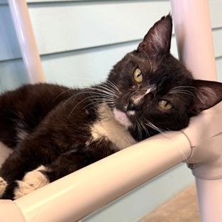 TOOTHLESS, ADOPTABLE, Senior Male Domestic Short Hair.