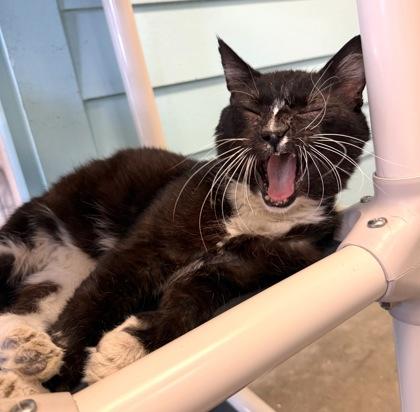 TOOTHLESS, a ADOPTABLE mixed breed in Fernandina Beach, FL image 2/3