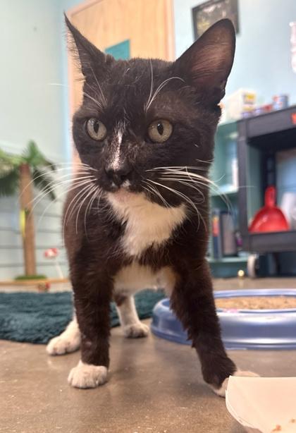 TOOTHLESS, a ADOPTABLE mixed breed in Fernandina Beach, FL image 3/3
