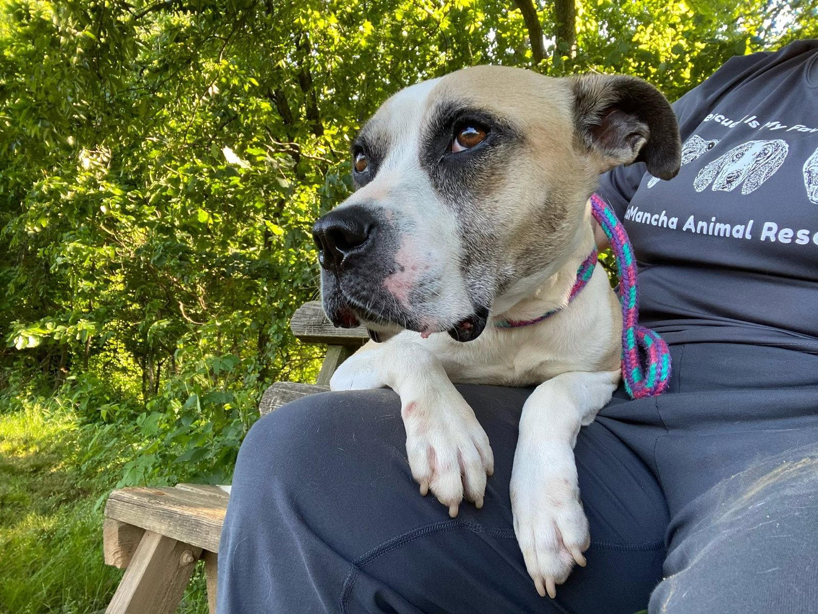 Kingston, Adoptable, Young Male Terrier.