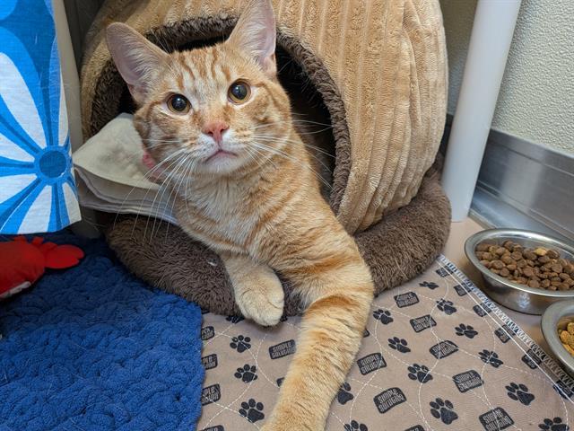 ORANGE CRUSH, Adoptable, Young Male Domestic Short Hair.