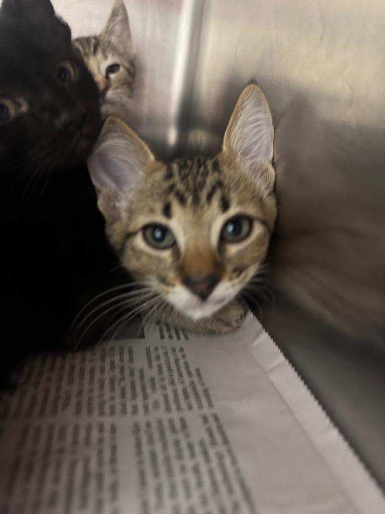 Buster, Adopted, Kitten Male Domestic Short Hair.