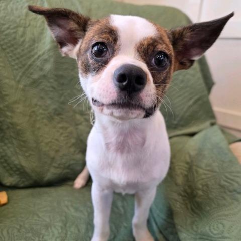 Enlarge Petunia, a Adoptable mixed breed in Kansas City, MO image 1/6