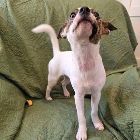 Enlarge Petunia, a Adoptable mixed breed in Kansas City, MO image 2/6