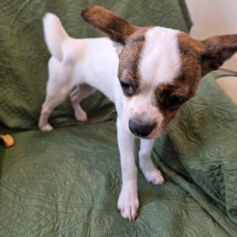 Enlarge Petunia, a Adoptable mixed breed in Kansas City, MO image 3/6