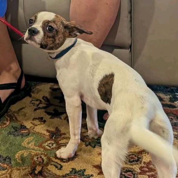 Enlarge Petunia, a Adoptable mixed breed in Kansas City, MO image 4/6