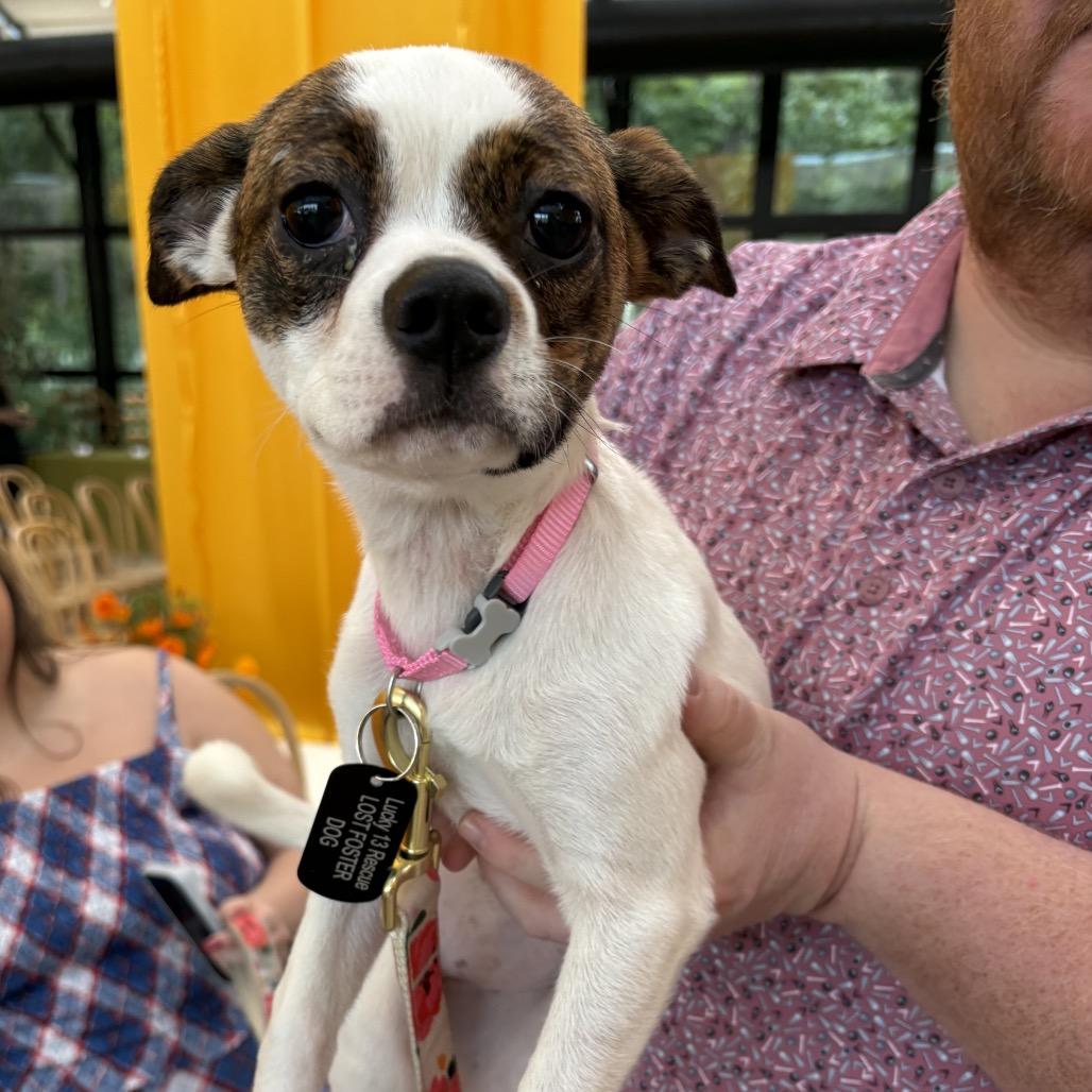 Enlarge Petunia, a Adoptable mixed breed in Kansas City, MO image 5/6