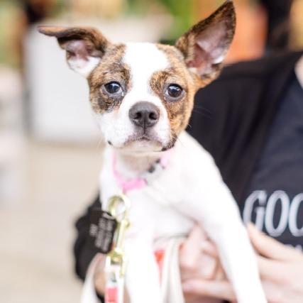 Enlarge Petunia, a Adoptable mixed breed in Kansas City, MO image 6/6