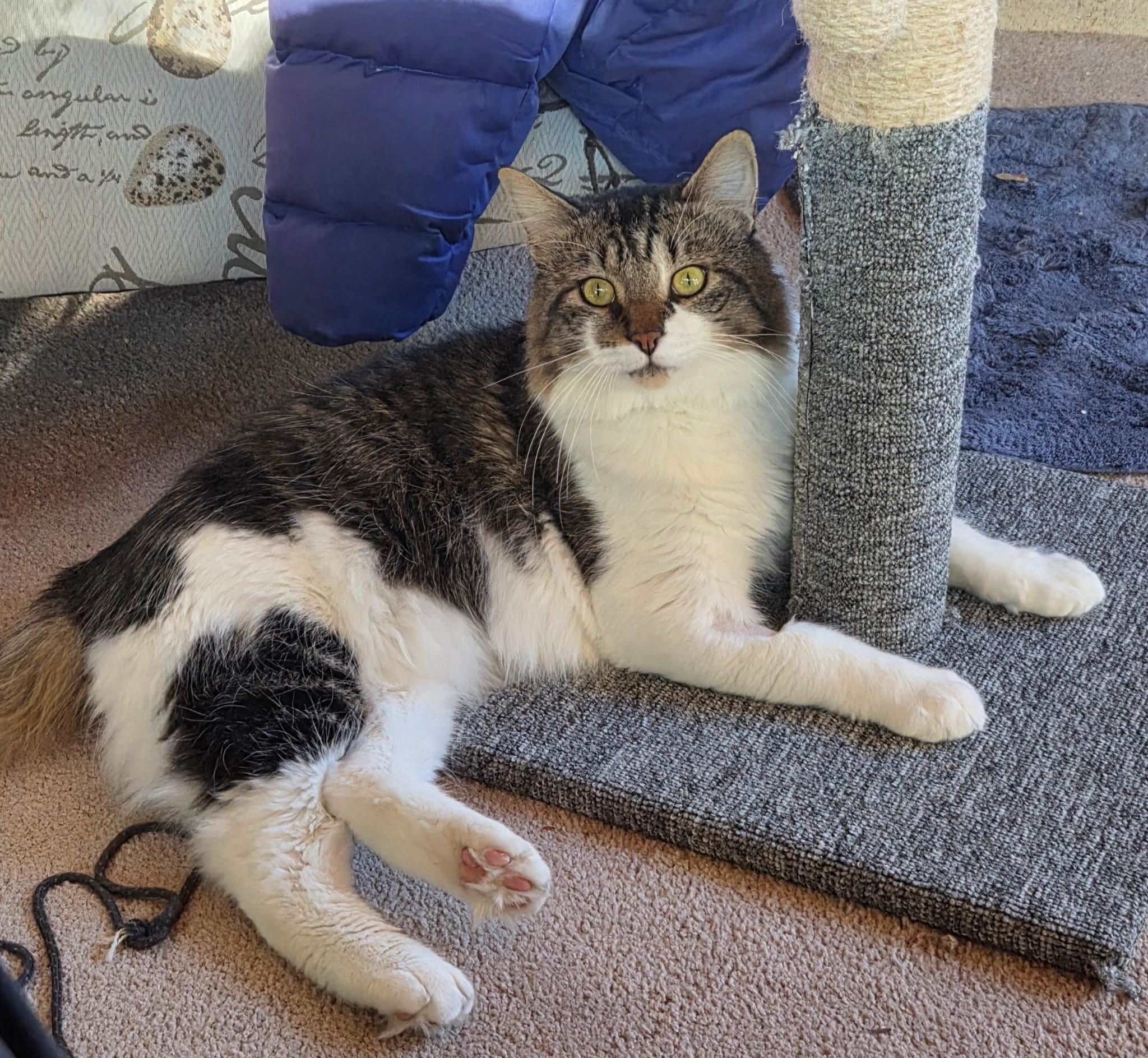 Fitz, ADOPTABLE, Adult Male Domestic Short Hair.