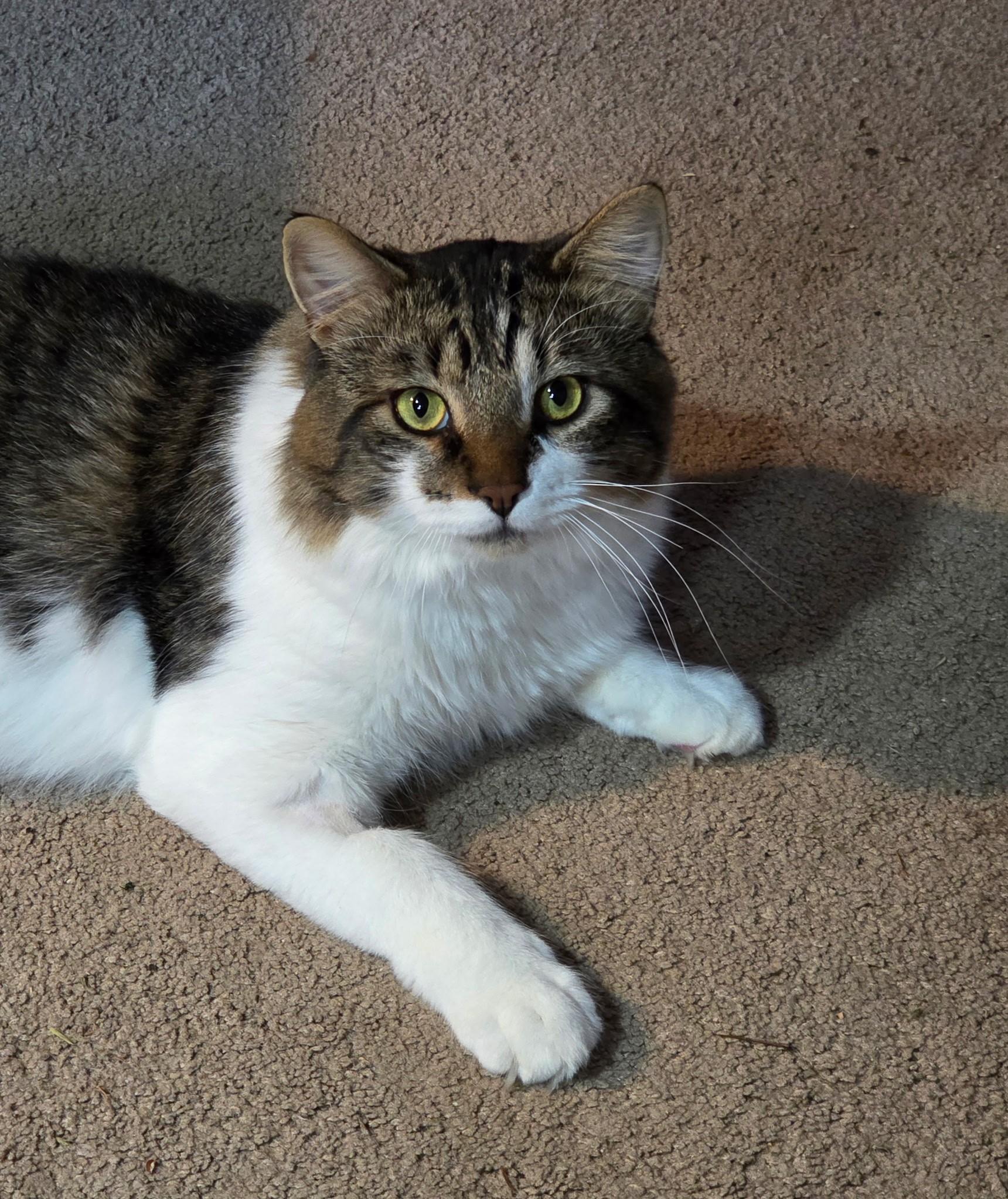 Fitz, a ADOPTABLE Domestic Short Hair in Kirkland, WA image 2/2