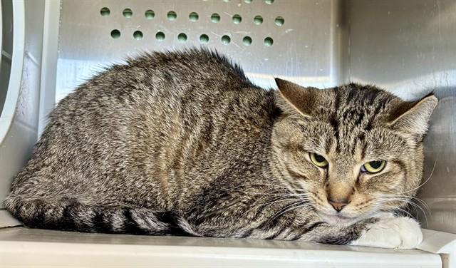 Enlarge LITTLE BEAR, a Adoptable Domestic Short Hair in Kalamazoo, MI image 1/1
