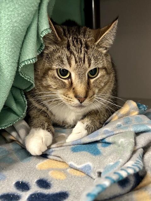 LITTLE BEAR, Adoptable, Young Female Domestic Short Hair.