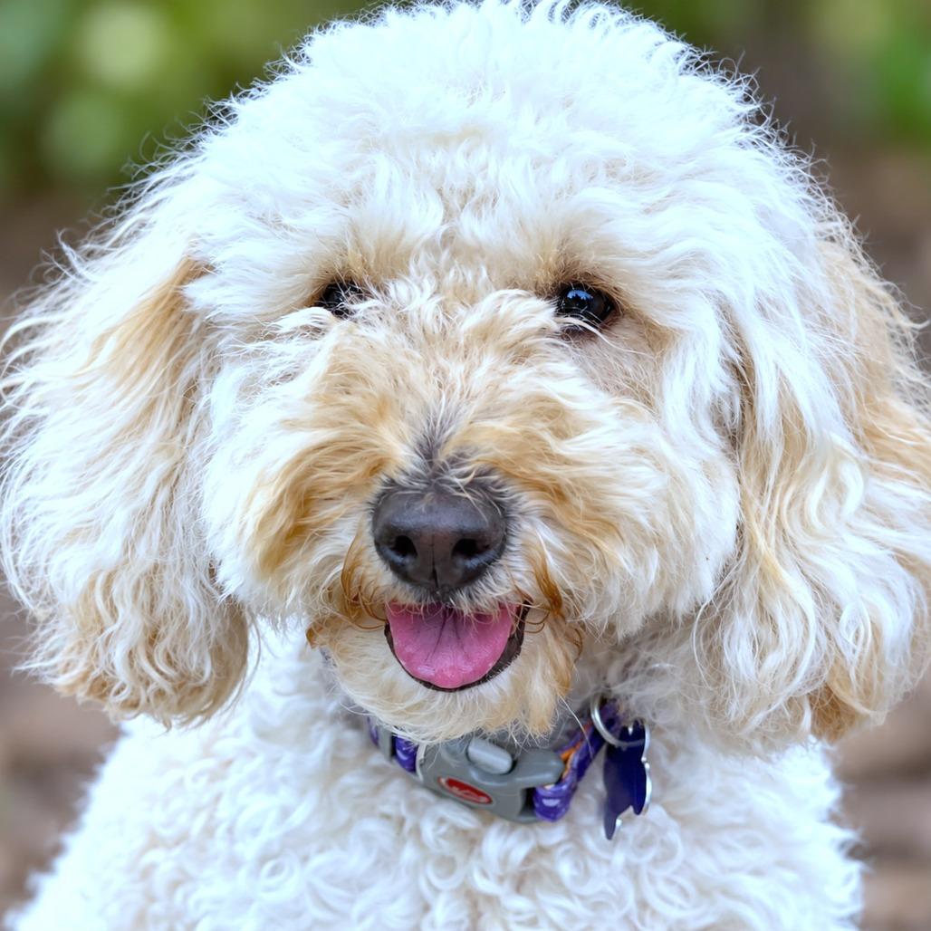 Maisie, Adoptable, Adult Female Miniature Poodle & Golden Retriever.