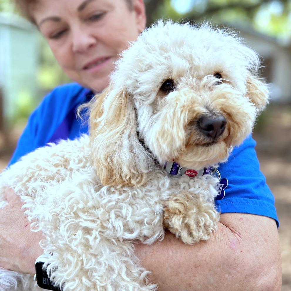 Enlarge Maisie, a Adoptable mixed breed in Boerne, TX image 2/5