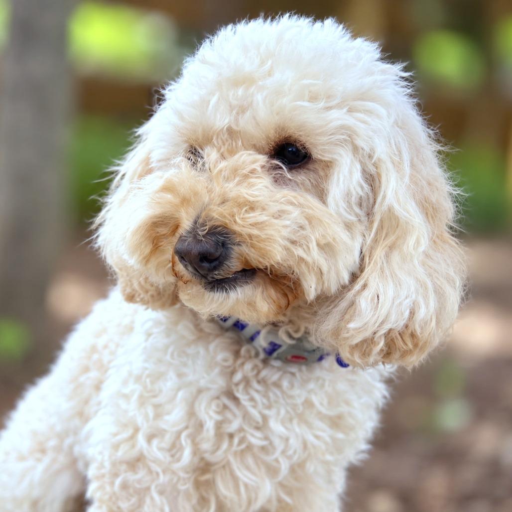 Enlarge Maisie, a Adoptable mixed breed in Boerne, TX image 3/5