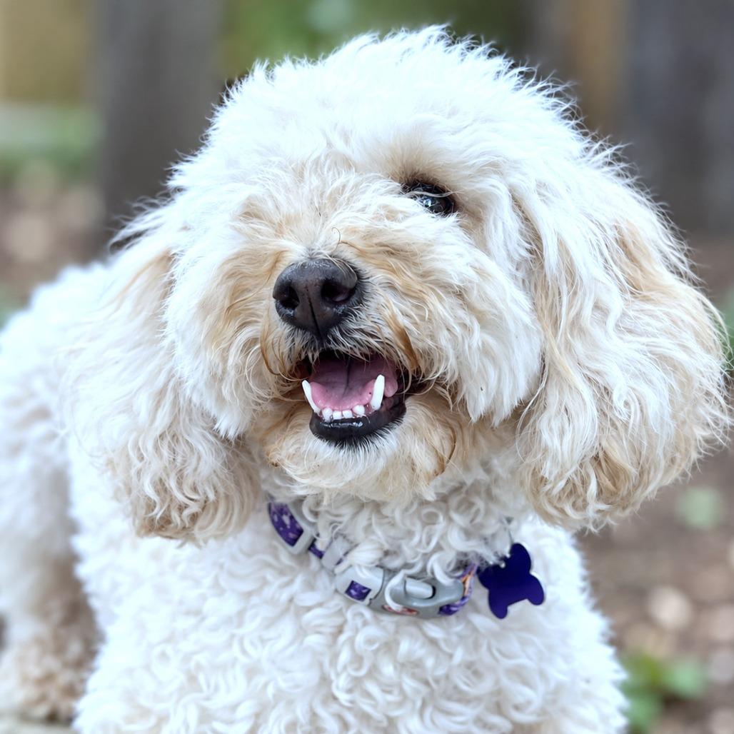 Enlarge Maisie, a Adoptable mixed breed in Boerne, TX image 4/5