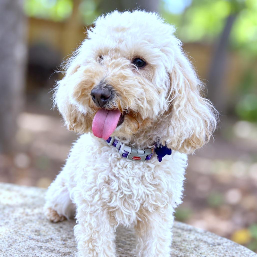Enlarge Maisie, a Adoptable mixed breed in Boerne, TX image 5/5