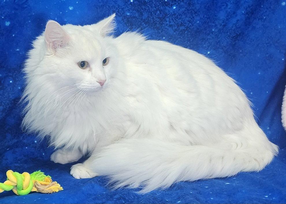 Enlarge 260272  Tater, a Adopted Domestic Long Hair in Wetumpka, AL image 2/2