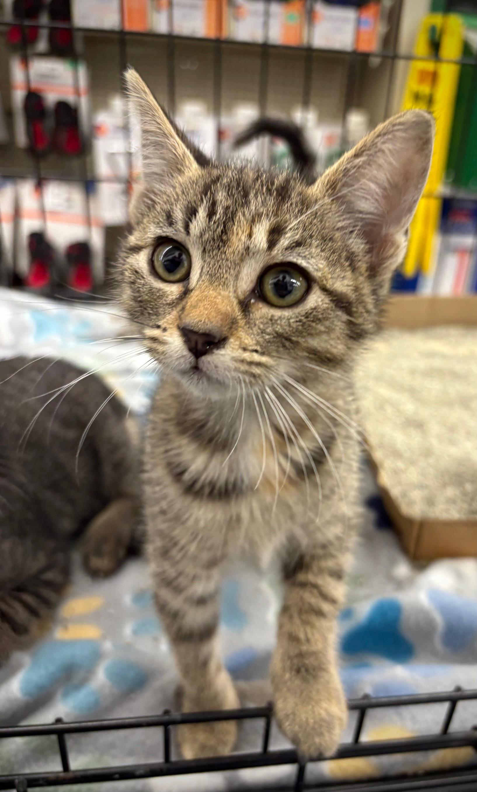 Blueberry, adopted, Young Female Domestic Short Hair.