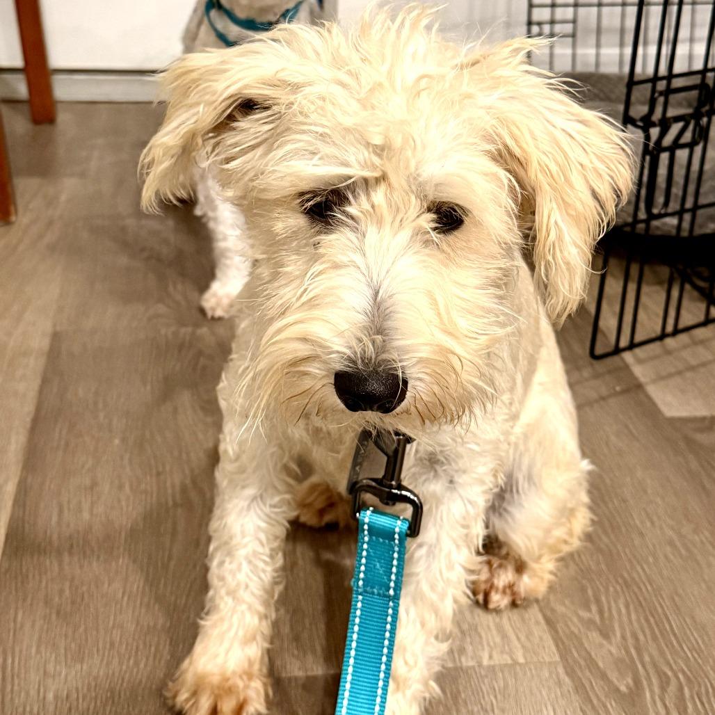 Scooter, Adoptable, Young Male Schnauzer.