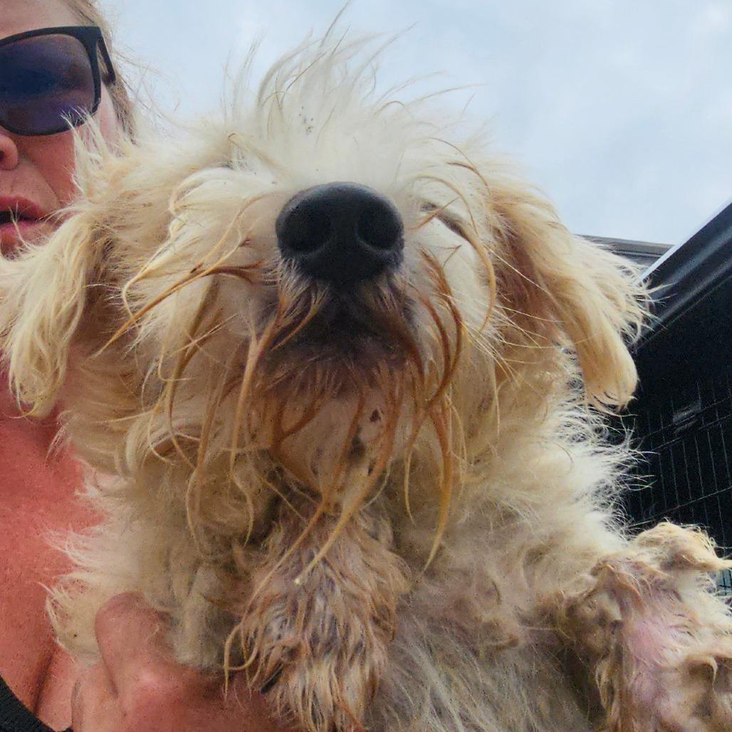 Scooter, Adoptable, Young Male Schnauzer.